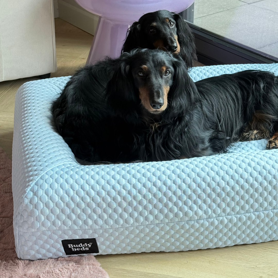 Small Buddy Bed
