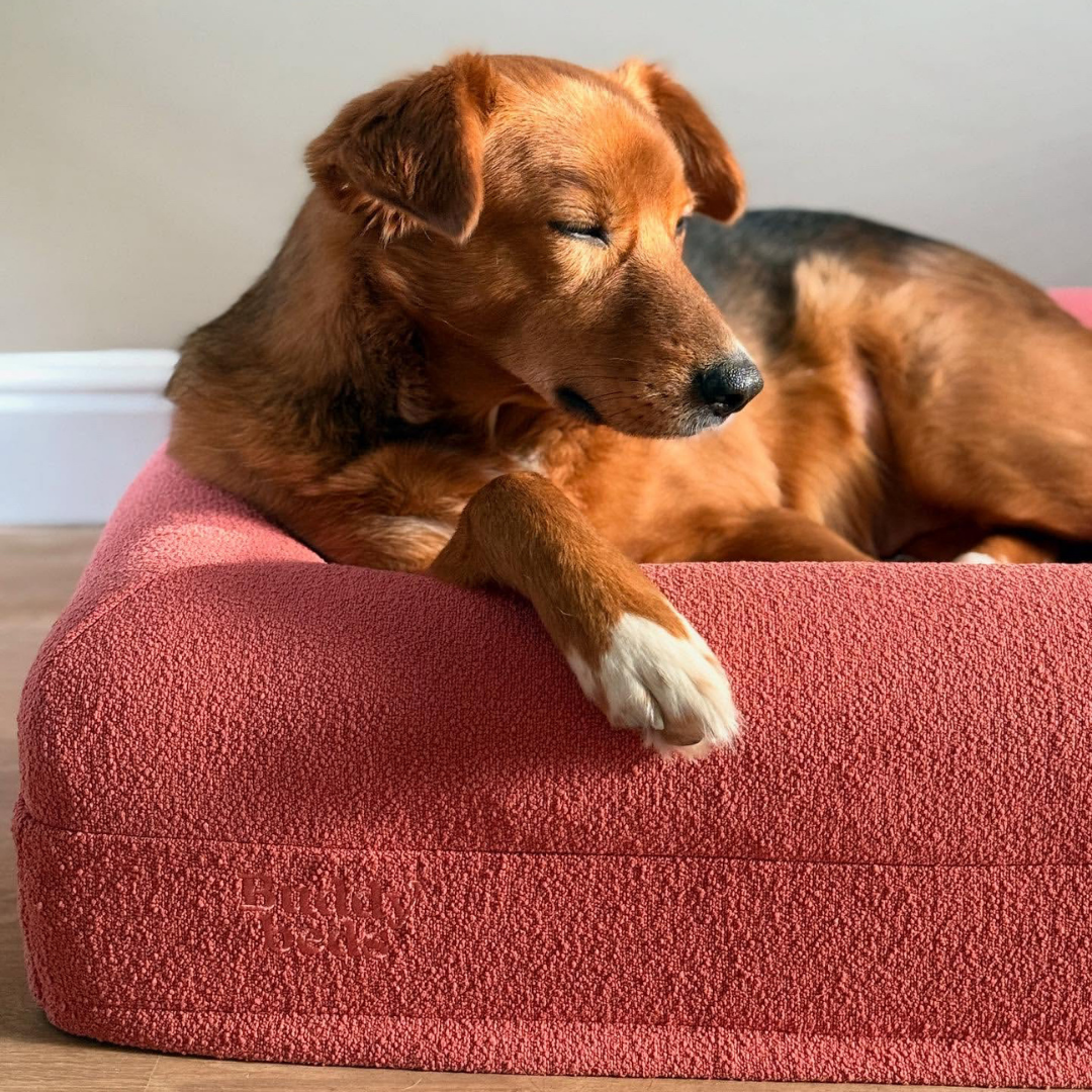 Small Buddy Bed