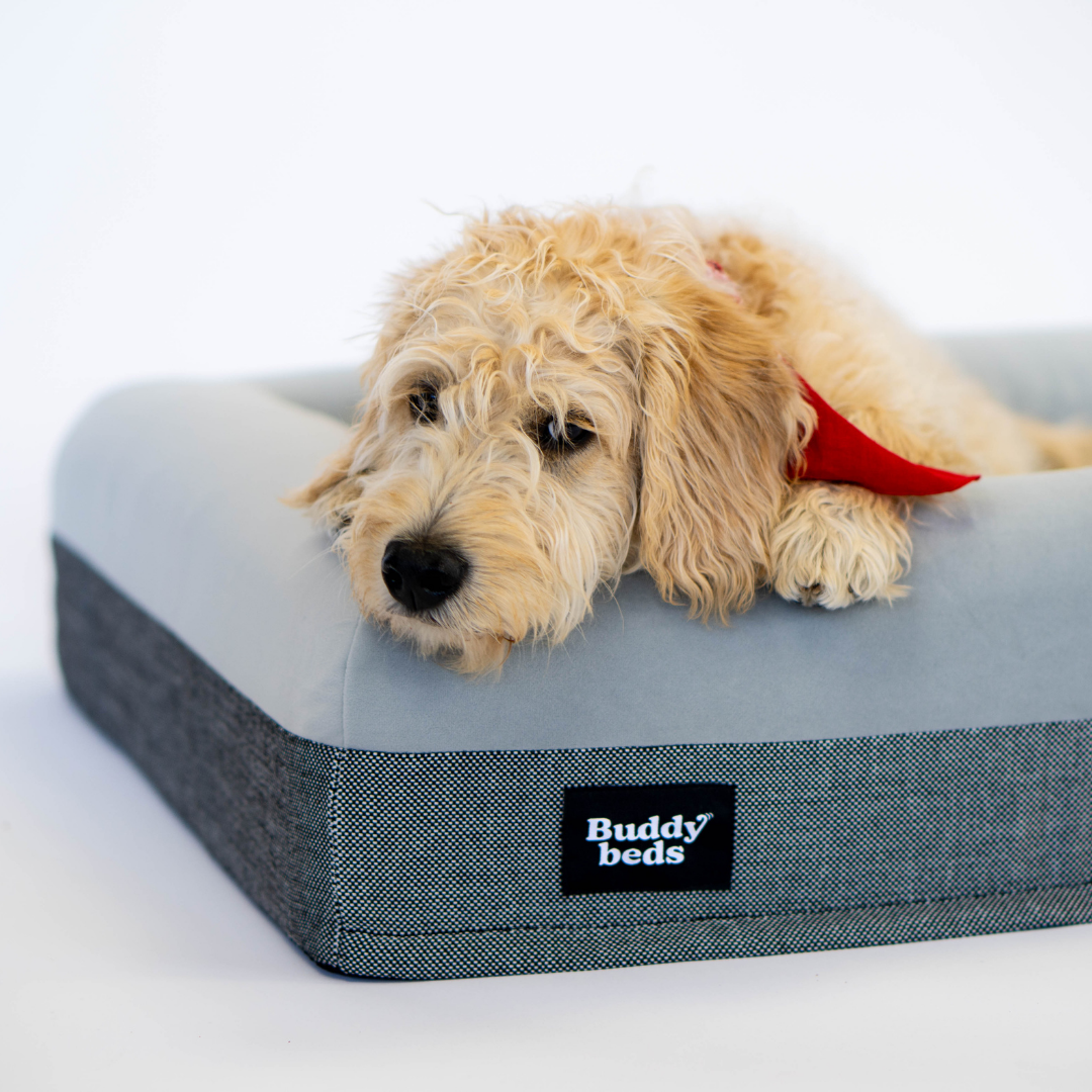Small Buddy Bed